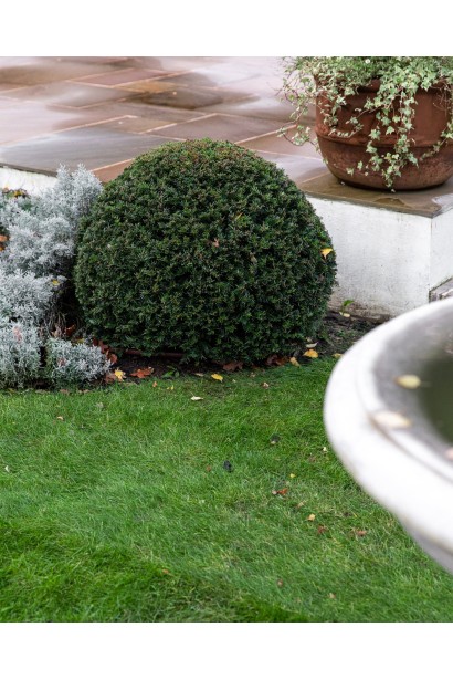 Тис ягідний Топіар Куля в ландшафті